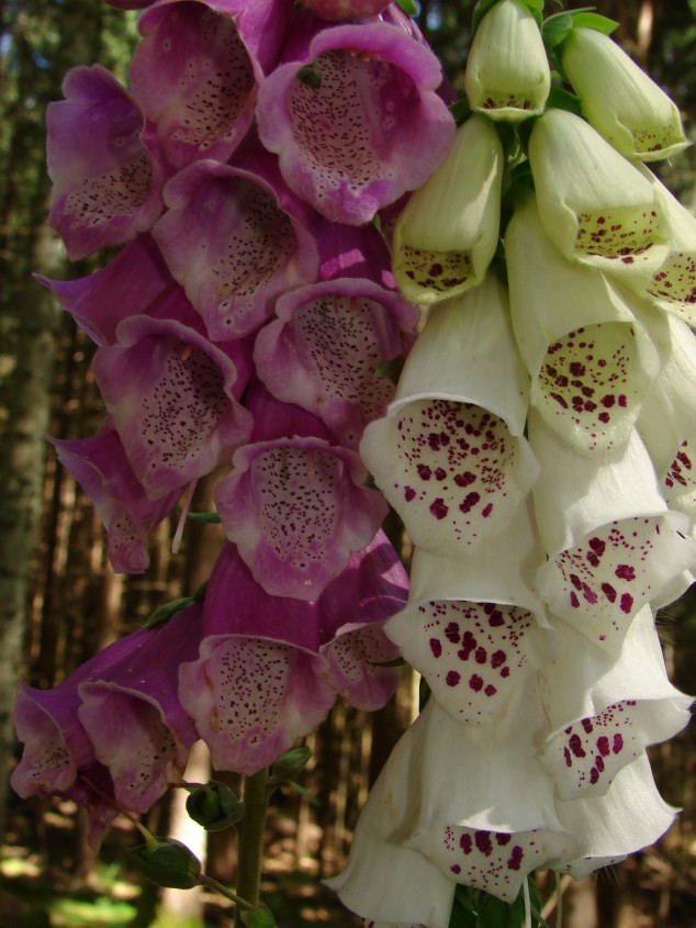 Digitalis purpurea / Digitale rossa